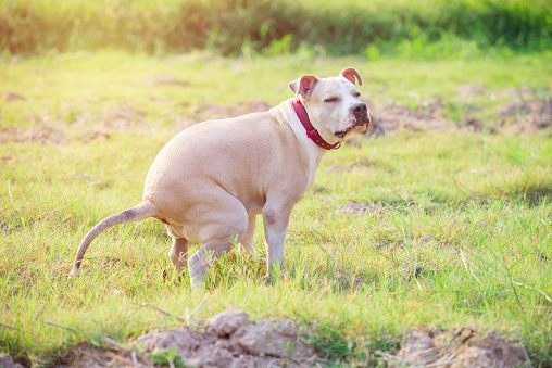 Mierda de cachorro de Pitbull americano en el campo de hierba photo