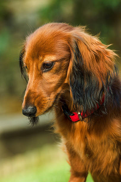 pequeño dachshund juguetón en la naturaleza - dachshund dog reliability animal fotografías e imágenes de stock