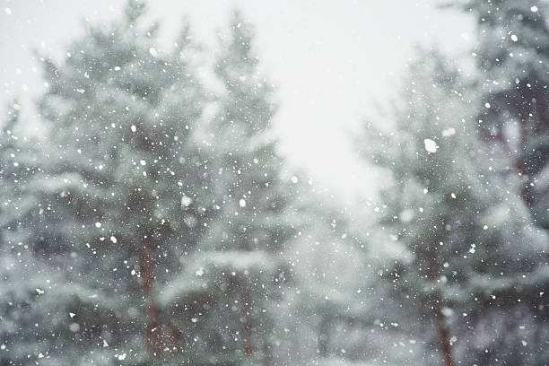 istock Winter scene - snowfall in the woods 615415364