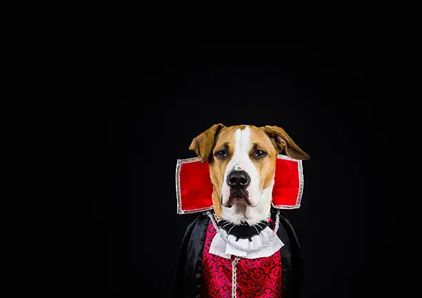 Photo of Dog in halloween costume