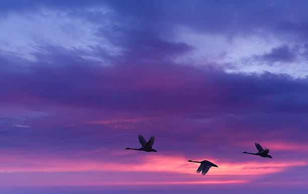 istock Beautiful sky on sunset or sunrise with flying birds 615417206