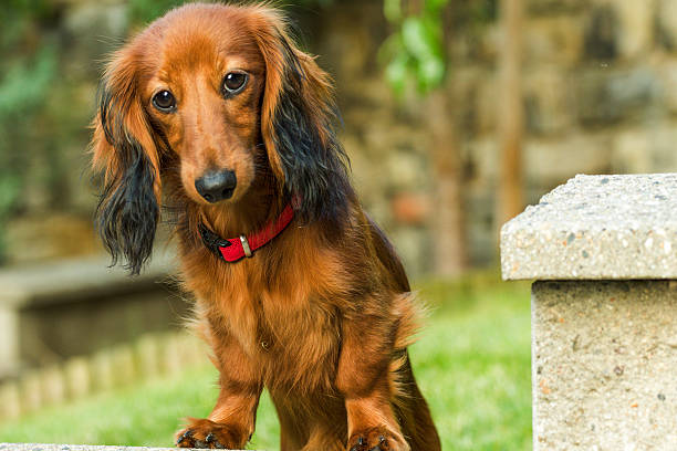 pequeño dachshund juguetón en la naturaleza - dachshund dog reliability animal fotografías e imágenes de stock