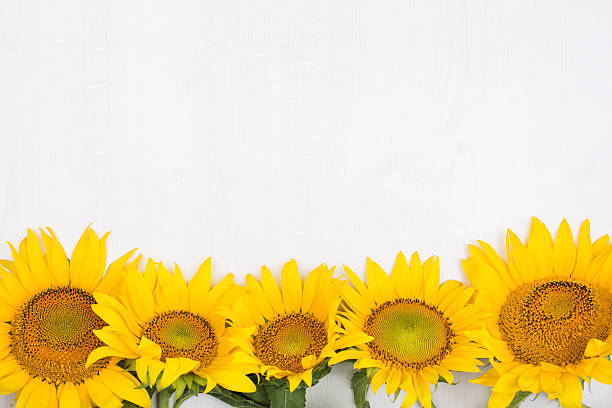 istock Sunflowers, isolated on a white background 615418040