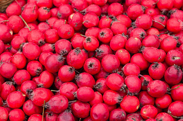 ホーソン普通の果実(ラット・クラテガス・レーヴィガータ)、背景 - hawthorn berry fruit common fruit ストックフォトと画像