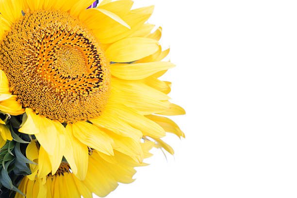 beautiful sunflower with leaves isolated on white background.