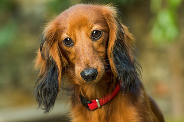 small playful dachshund in nature - dachshund dog reliability animal imagens e fotografias de stock