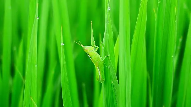 Photo of quickly Find the locusts