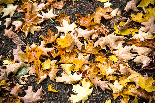 maple autumn leaf on the ground