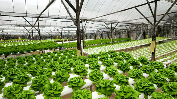Photo of Food production in hydroponic plant, lettuce