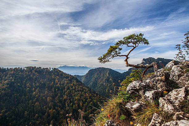 Sokolica - 500 year old pine dwarf. Sokolica - view of the more than 500 year old pine dwarf, symbol of Pieniny Mountains, Poland. dwarf pine trees stock pictures, royalty-free photos & images
