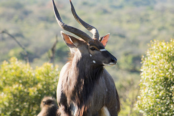 istock Male Nyala in the early morning 615422730