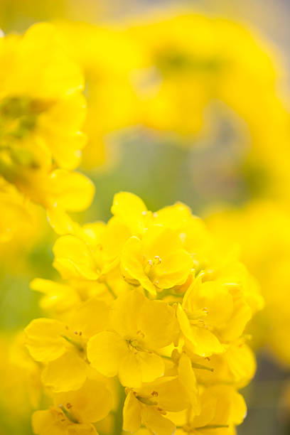 istock Close-up of flowers 615423536