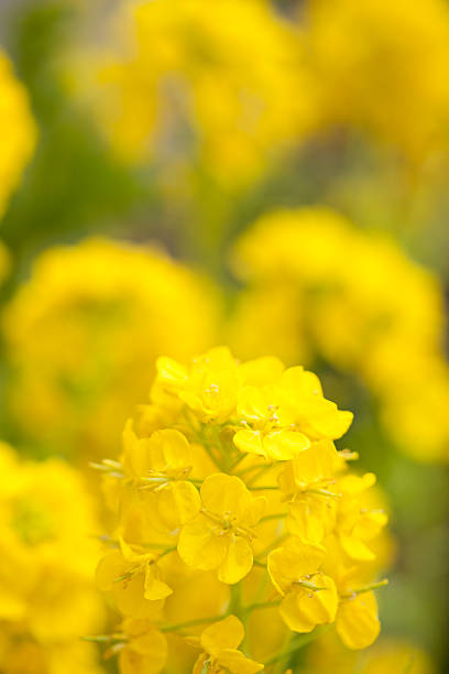 istock Close-up of flowers 615423624