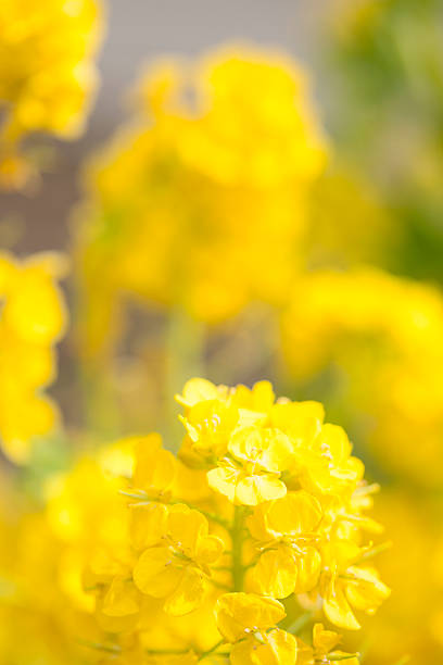 istock Close-up of flowers 615423712