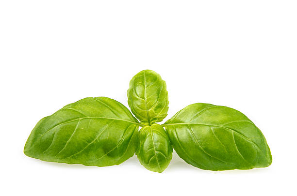 istock Delicious fresh green basil on white background 615425126