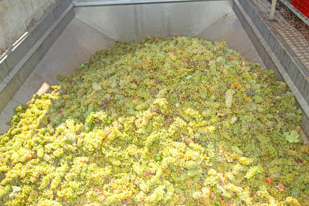 istock Pile of white grapes 615425332