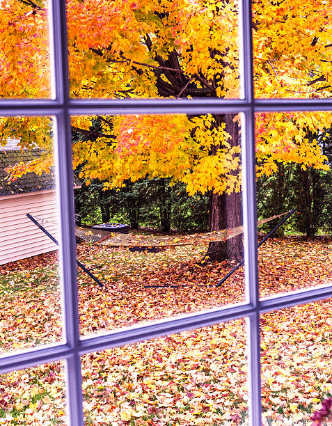 istock Autumn Sugar Maple Leaves Through Back Yard Bay Window 615425596