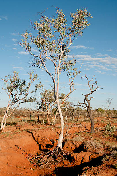 istock Eucalyptus Trees in Dry Creek - Kimberley - Australia 615426912