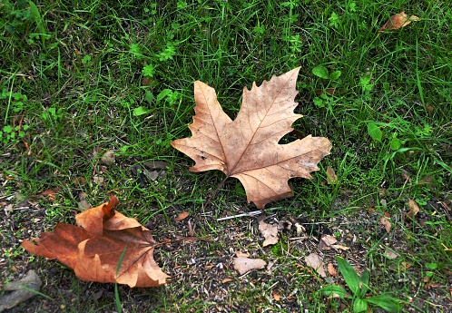 Dry fallen maple leaves lie on green grass city park