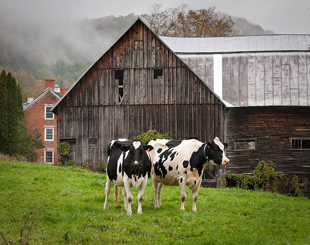 버몬트 홀스타인 소 - vermont farm dairy farm agricultural building 뉴스 사진 이미지