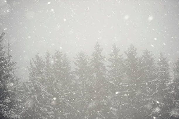 istock Snow storm in winter forest 615429456