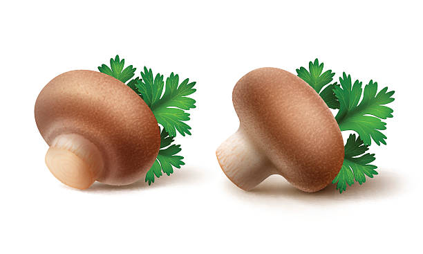 그린 파슬리 잎이 있는 브라운 샴페인 세트 - edible mushroom portabello mushroom white background vegetable stock illustrations