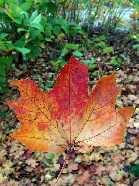 istock red leaves in the autumn forest 615430478