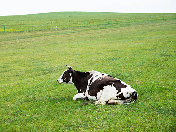 Brown cow standing in a field