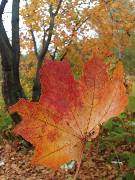 istock red leaves in the autumn forest 615431418