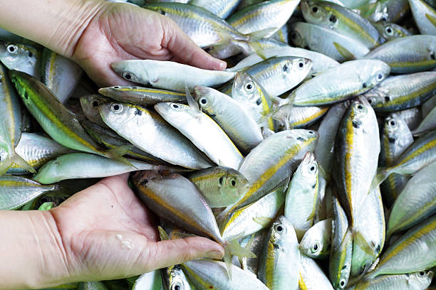 istock hand showing fresh fish in fish market 615477828