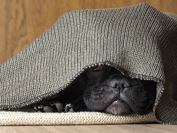 istock Black dog's nose peeping out from under the rug 615478130