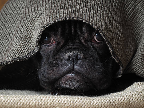 istock Dog under a knitted blanket. Funny black bulldog 615478380