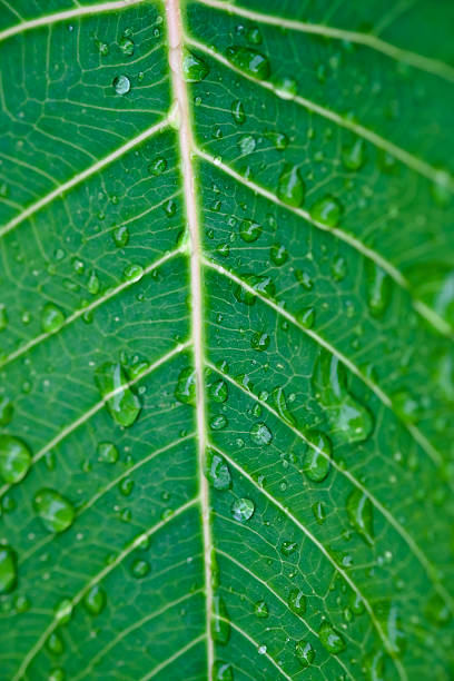 istock Texture of Bodhi or Sacred fig leaf 615478524