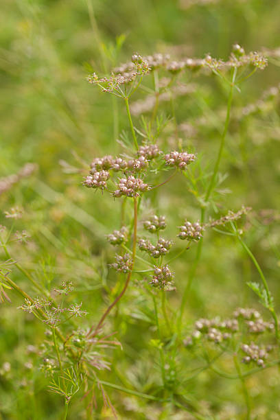 крупным планом травы - herb garden coriander seed cilantro seed стоковые фото и изображения