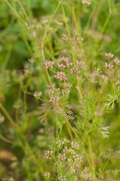 крупным планом травы - herb garden coriander seed cilantro seed стоковые фото и изображения