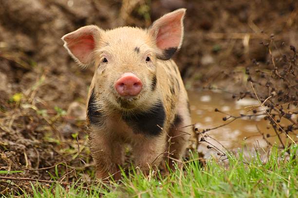 Cute little piglet stock photo