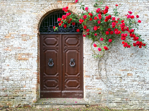 Old wooden door with red blooming roses