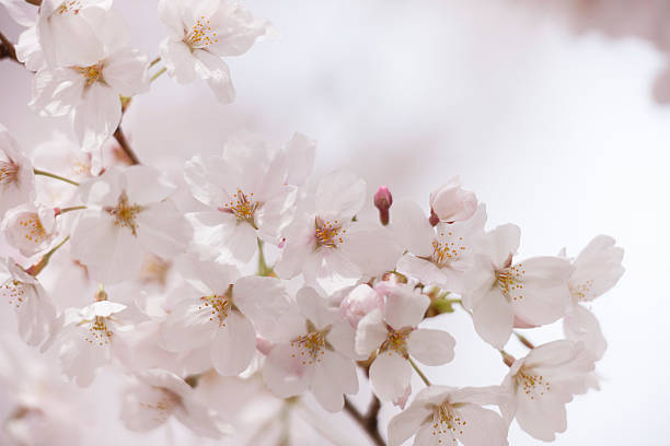 istock Close-up of cherry blossom 615480360