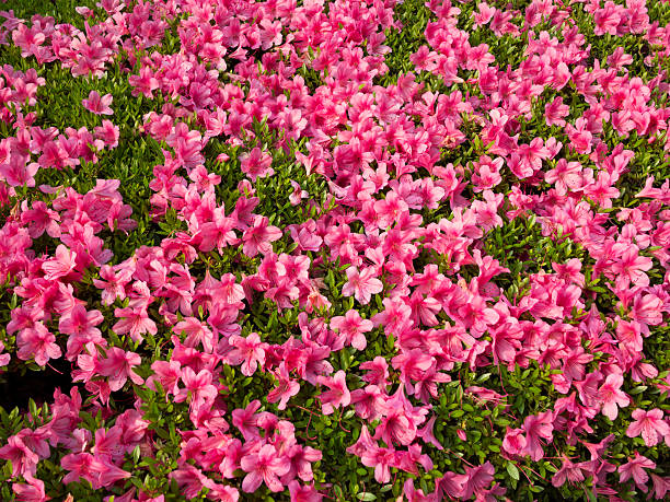 istock Close-up of azalea 615481322
