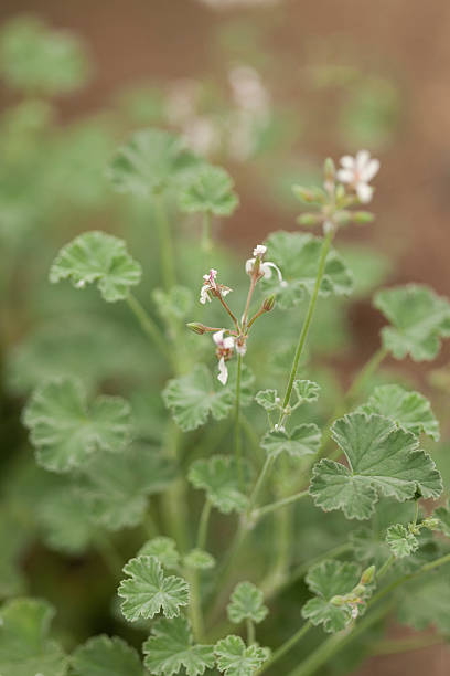 istock Close-up of a geranium 615481360