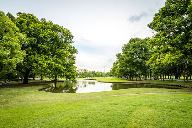 paisaje en el parque de la ciudad con el lago - grass lake fotografías e imágenes de stock