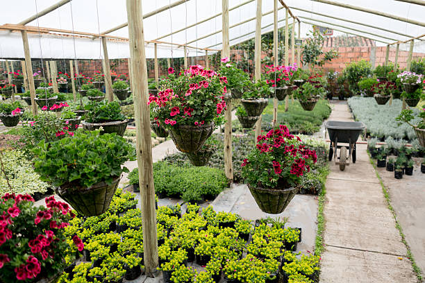 istock Flowers growing in a greenhouse 615483328