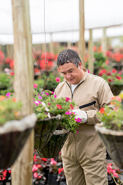 istock Gardener working at a greenhouse 615483424