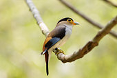 bunte-vogel-silver-zweireihige-broadbil.jpg?b=1&s=170x170&k=20&c=GcaqYO5N8q_Ok2XPHSVXnwbBBUKI7IegYI_ngctMIfQ=