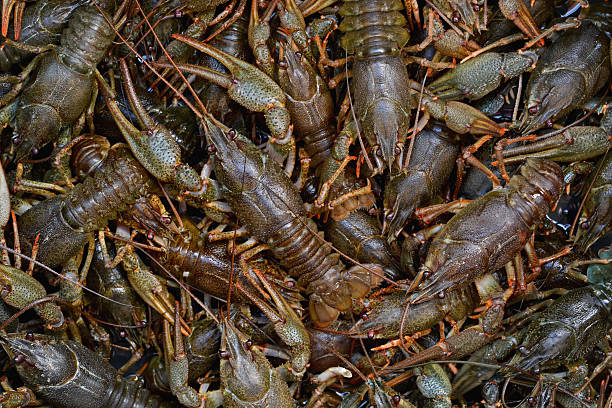 istock large cluster of fresh, raw crayfish, top view 615484916