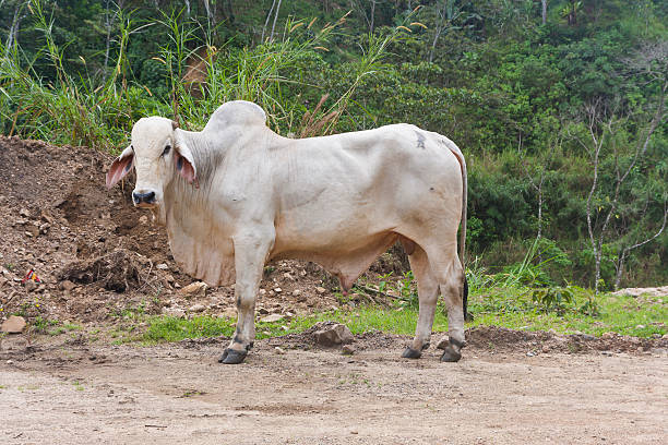 Zebu (Bos taurus indicus) is standing on the road