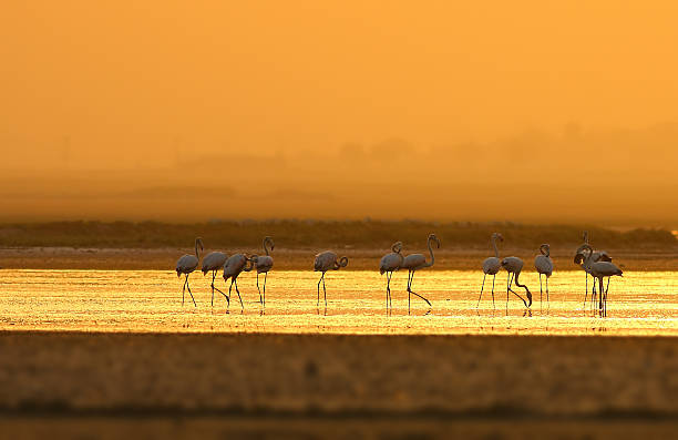 istock Greater Flamingo ( Phoenicopterus roseus) at sunrise 615486120