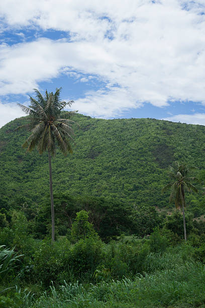istock view of green field , tree ,coconut tree and green mountain 615487604