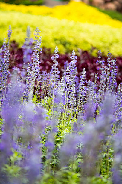 istock close up lavender flower in garden 615487688