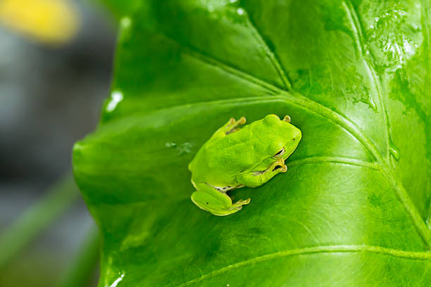 istock American green tree frog with lush ginger foliage 615488522
